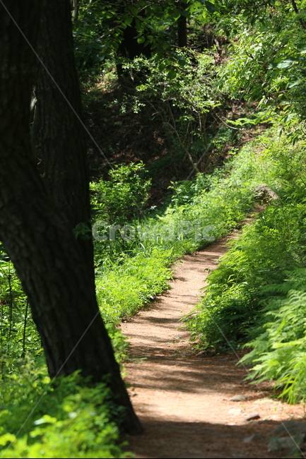 자연,풍경,오솔길,초록,녹색,나무,자연,풍경,nature,landscape,path,통로