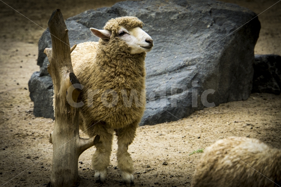동물,비오는날,양,여름,울산,울산대공원,포유류,mammals,sheep,동물,animal,포유류,mammal