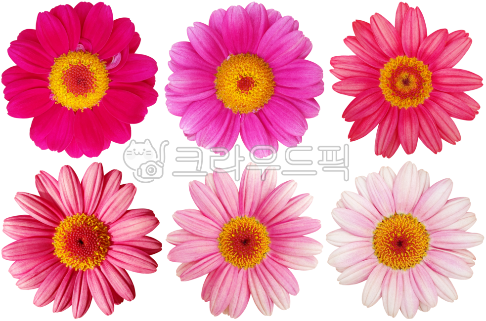 flower,pink,daisy,chrysanthemum,marguerite,frutescens,margueritedaisy,parisdaisy,argyranthemum frutescens,chrysanthemum frutescens,blossom,spring,blooming,flower,plant,purple,petal,nature,summer,yellow,dahlia,wild flower