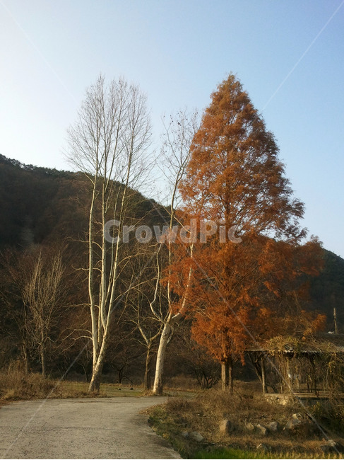 가을,나무,낙엽,하늘,겨울,단풍,길,Koreafallfoliage,가을,계절,fall,autumn,season,자연,풍경,nature,landscape,한국자연풍경,한국자연경관,korea nature landscape,plant,식물,tree