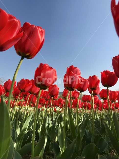 튤립,tulip,꽃,식물,빨간색,nature,plants,자연,식물,자연,plants,nature,꽃,flower
