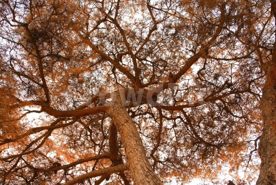 국산,토종,소나무,가을,산림,산림환경,공원,가로수,녹지대,방제활동,방제,매개충,발생,경계,임야,명품,품종,식물,배경,소나무잎,녹색,붉은색,소나무숲,줄기,자연,신선한,환경,숲,침엽수,야외,아름다운자태,갈색,목재,빛,안개,레드우드,트리,가지,가을,계절,fall,autumn,season,식물,자연,plants,nature,나무,trees,wood,tree,plant,tree trunk,나무 줄기