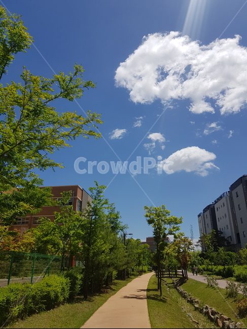 공원,하늘,나무,화창,날씨,산책로,산책