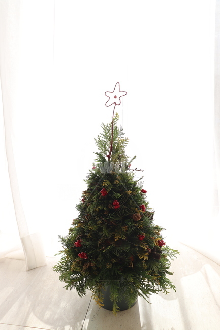 plant,식물,tree,나무,christmastree,크리스마스트리,ornament,장식,christmas,체광,빛,겨울,계절,winter,season,기념일,축하,anniversary,congratulation,celebrate,celebration,메리크리스마스,성탄절,merry christmas