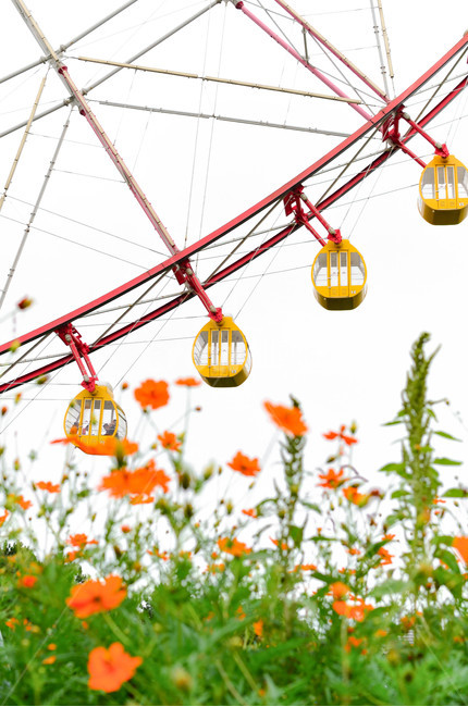 꽃,대관람차,식물,flower,plant,놀이공원,놀이동산,놀이터,amusement park,playground