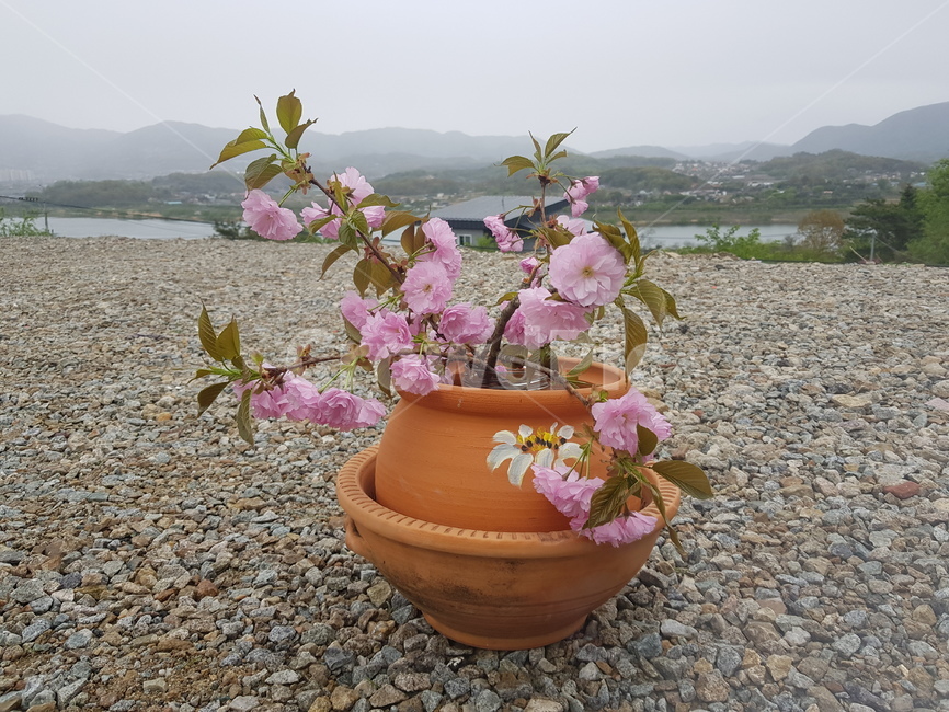 꽃,벚꽃,왕벚꽃,봄벚꽃,분홍꽃