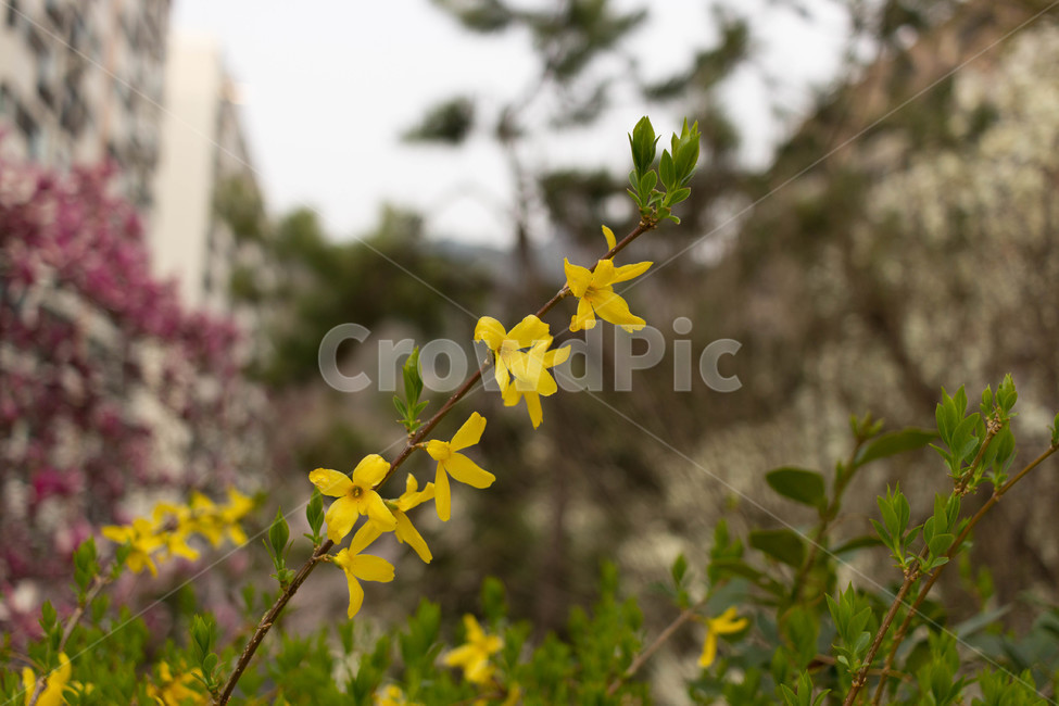 개나리,꽃,봄,노란색,노란꽃,식물,봄,계절,spring,season,식물,자연,plants,nature,꽃,flower,plant