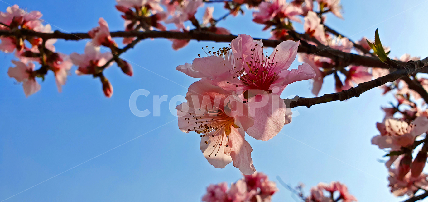 꽃,봄,blossom,flower,식물