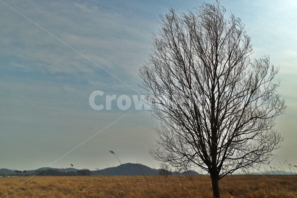 Ueumdo,Sihwa Seawall,outcast tree,reclaimed land,Sihwa Lake,Hwaseong City,grassland,reed field