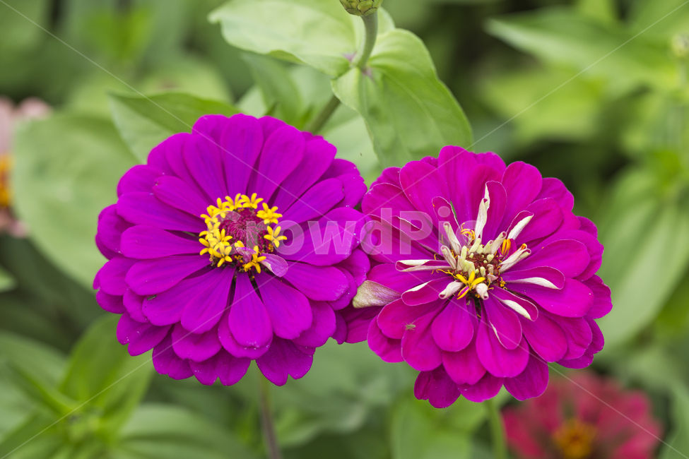 백일홍,꽃,백일홍꽃,백일초,식물,자연,가을,계절,핑크,식물,자연,plants,nature,꽃,flower