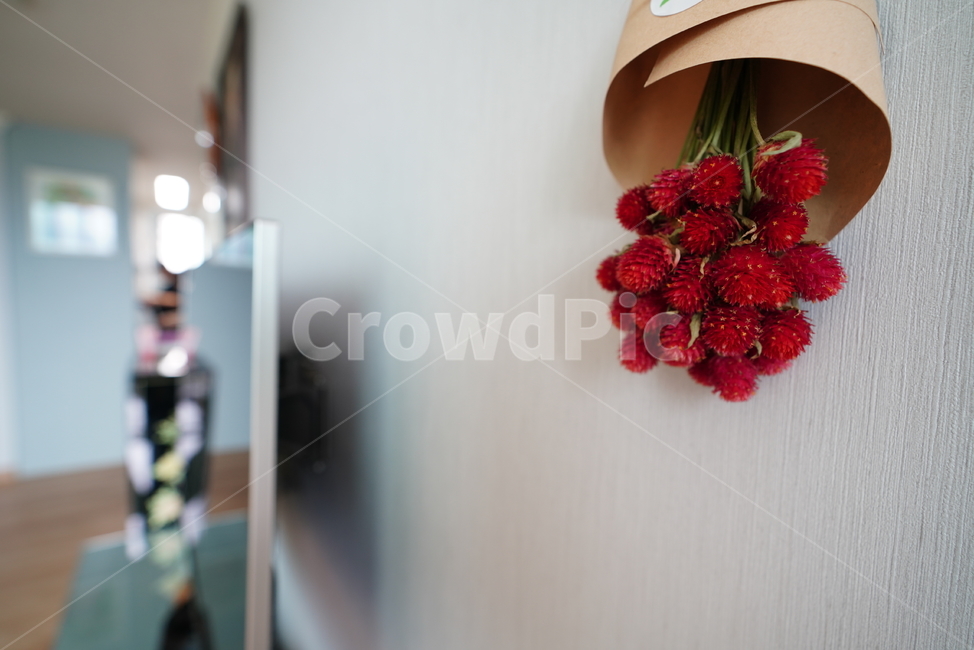 꽃,플라워,식물,색감,컬러,빨강,red,flower,plant,꽃,flower