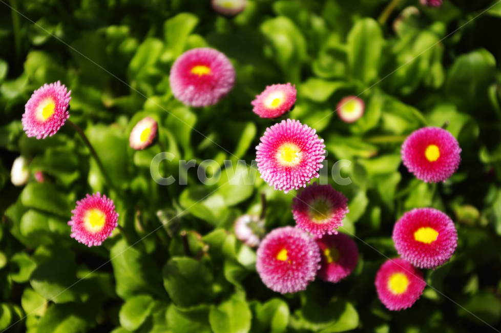 식물,plant,자연,nature,꽃,flower,계절,봄,spring,데이지,식물,자연,plants,nature,꽃,flower