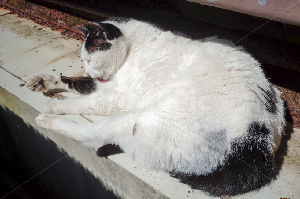 고양이,얼룩무늬고양이,얼룩무늬,그루밍,털고르기,고양이세수,동물,cat,animal,동물,animal,포유류,mammal,고양이,cat,kitten,kitty