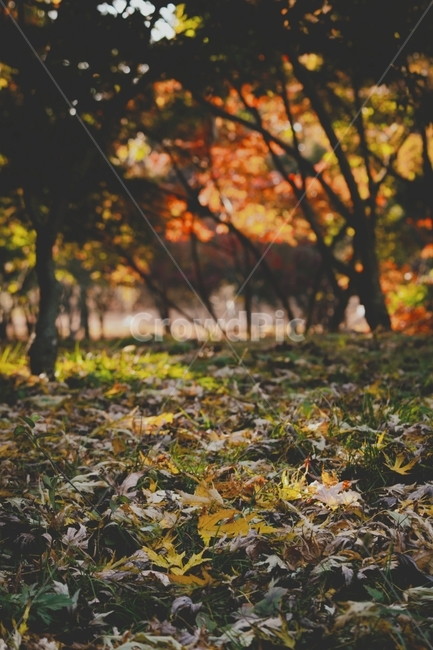 leaf,잎,plant,식물,tree,나무,ground,바닥,treetrunk,나무줄기,가을,단풍,낙엽,물향기수목원,가을,계절,fall,autumn,season,tree trunk,나무 줄기