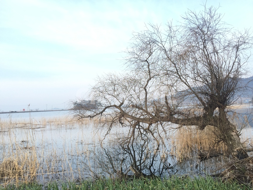 저수지,하늘,텃밭,갈대,자연,자연,풍경,nature,landscape,grass,잔디,plant,식물
