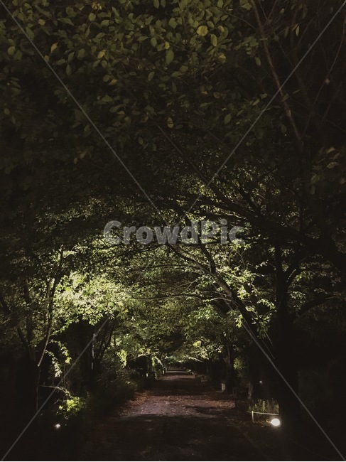outdoors,옥외,길,공원,나무,식물,골목,밤길,저녁,밤,야경,밤,풍경,nightscape,night,landscape