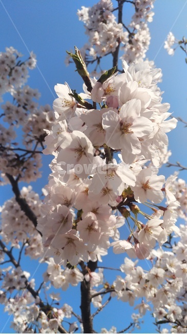 벚꽃,자연,꽃,나무,예쁜,파란배경,하늘,배경,봄,봄,계절,spring,season,plant,식물,flower,blossom