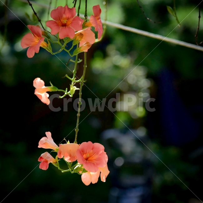 능소화,꽃,가을예쁜사진,꽃사진,청초한,식물,자연,plants,nature,꽃,flower,색깔,색상,색채,색감,color sense,color sensitivity,feeling of color