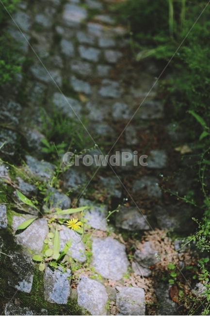 민들레,햇빛,그늘,dandelion,shade,park,돌길,stoneway,공원,식물,자연,plants,nature