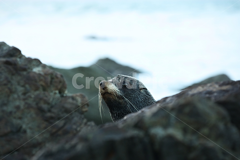 물개,바다,오션,자연,파도,동물,animal,포유류,mammal
