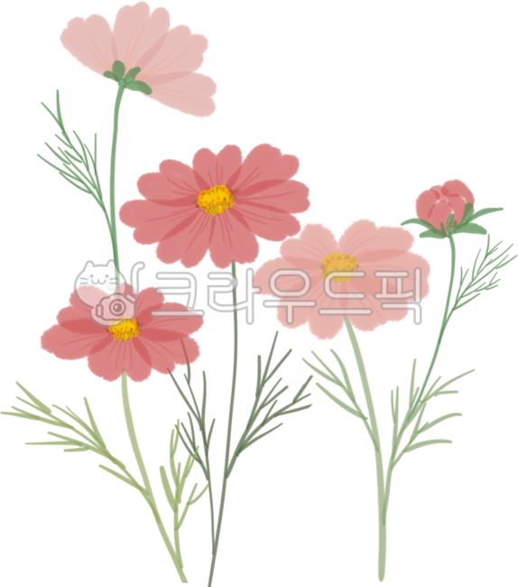 꽃,들꽃,코스모스,가을,가을요소