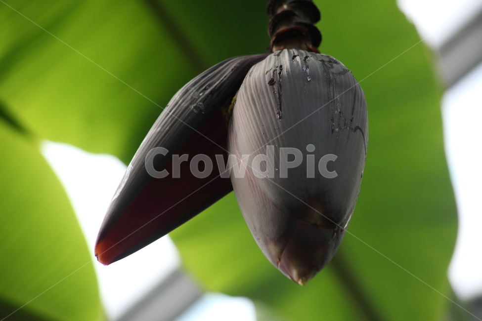 바나나,꽃,식물,파초과,banana,식물,자연,plants,nature,과일,열매,fruit