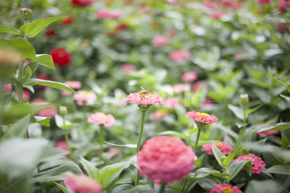 flower,식물,벌,꿀벌,백일홍,꽃,꽃밭,식물,자연,plants,nature,꽃,flower