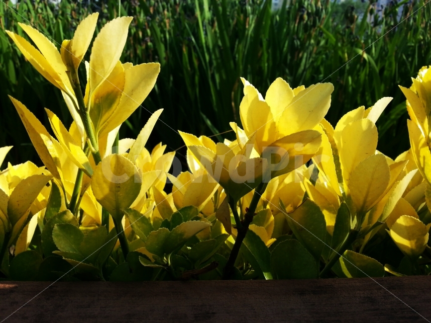 풀,노랑색,햇빛,햇살,가을,봄,화단,관목,자연,식물,자연,plants,nature,꽃,flower