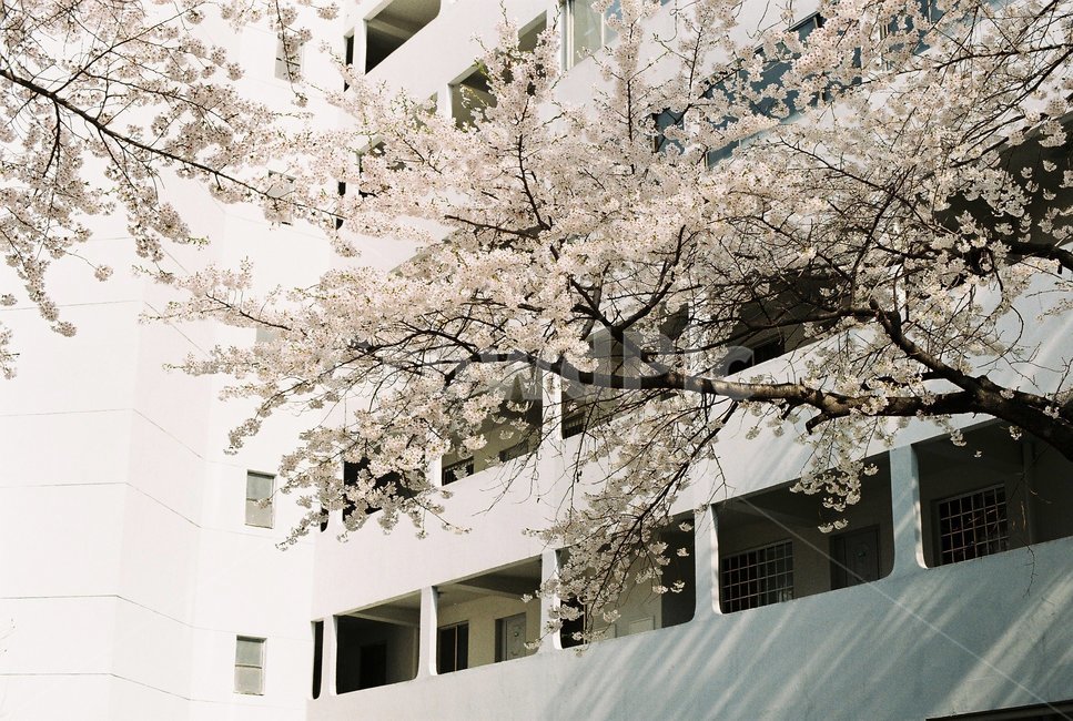 plant,식물,cherryblossom,벚꽃,blossom,flower,꽃,봄,아파트,건물,봄,계절,spring,season