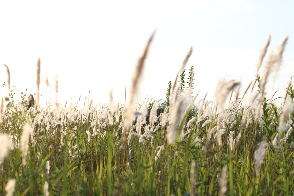 하늘,공원,갈대,바람,풍경,가을,계절,fall,autumn,season,식물,자연,plants,nature,grass,잔디,plant,lawn