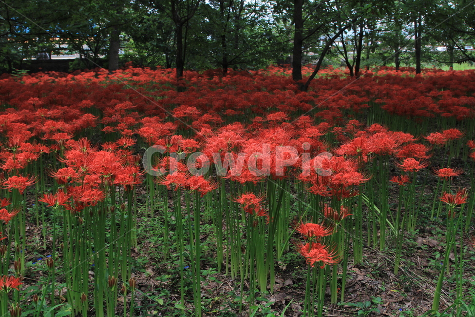 경상남도,함양군,상림공원,꽃무릇,상사화,야생화,가을,자연,풍경,nature,landscape,식물,plants,꽃,flower,plant,blossom,geranium,제라늄