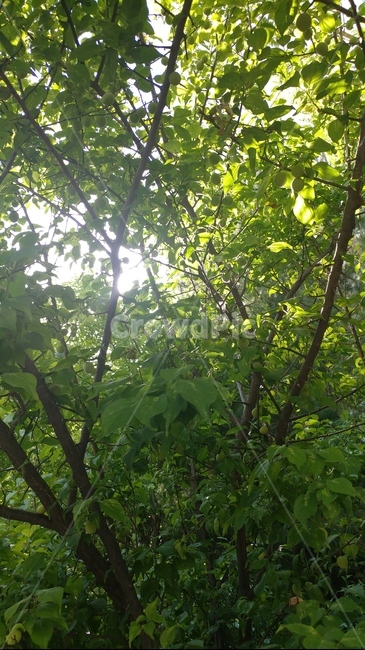 나뭇가지,숲,햇살,울창한숲,산속,bough,forest,dense,sunlight,햇빛