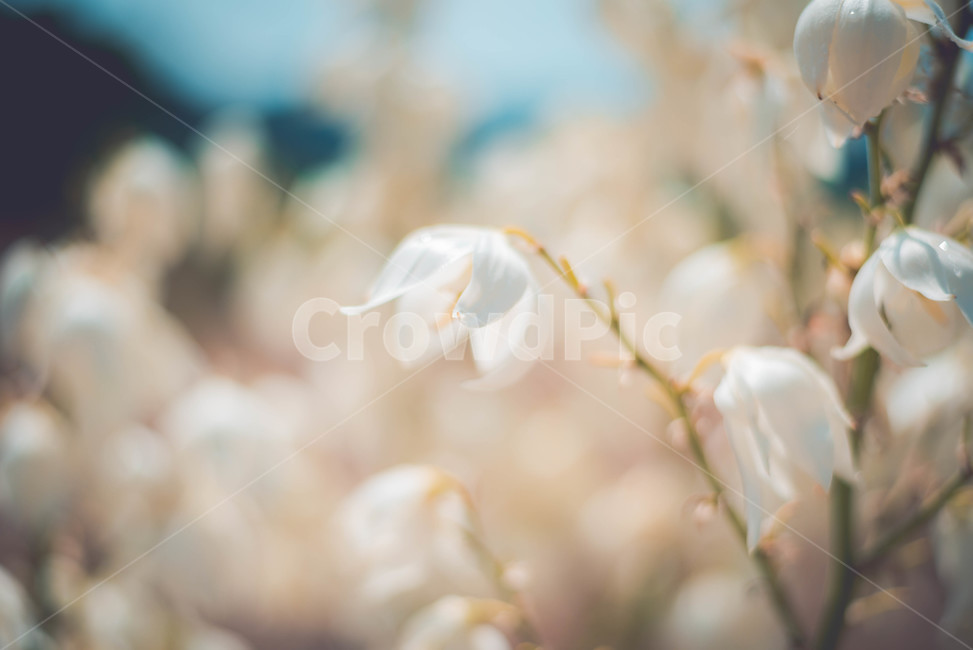 식물,꽃,흰꽃,여름꽃,하얀색,식물,자연,plants,nature,꽃,flower