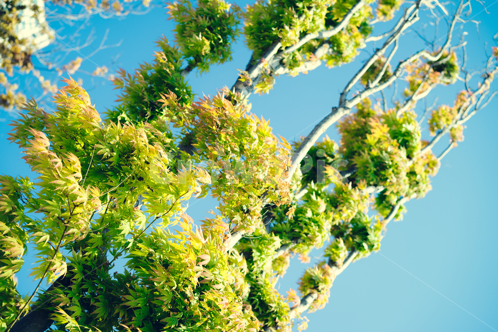 나무,가을,가을나무,자연,단풍,가을,계절,fall,autumn,season,식물,자연,plants,nature,나무,trees,wood,휴식,힐링,rest,relaxation,healing,tree,plant,leaf,잎