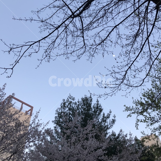 하늘,달,나무,자연,벚꽃,꽃,가지,늦저녁,배경,풍경