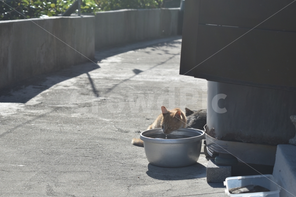 고양이,오후,물,휴식,갈증,동물,animal,고양이,cat,kitten,kitty,포유류,mammal