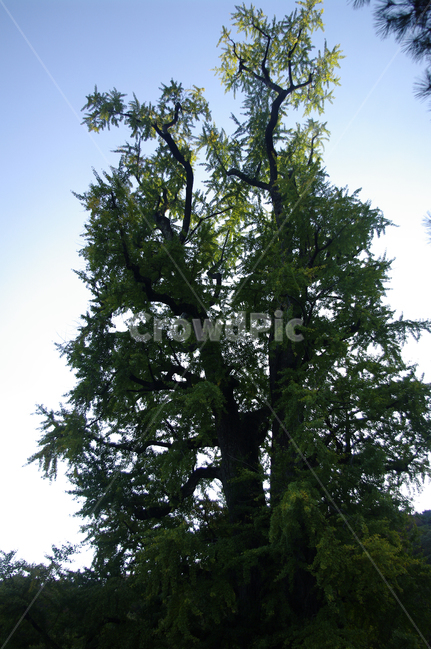 나무,잎,식물,plant,은행나무,식물,자연,plants,nature,나무,trees,wood