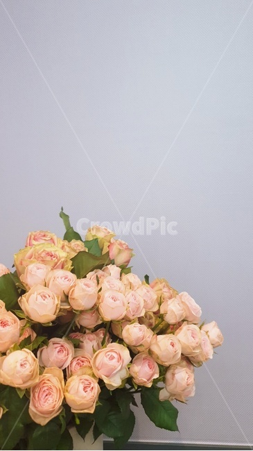 꽃,장미,식물,빈티지,빈티지플라워,flower,vintage,여백
