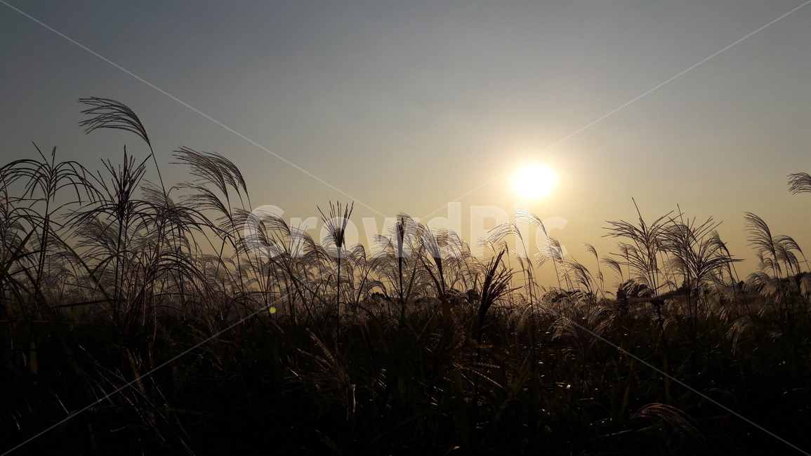 가을,갈대,하늘,붉은,저녁놀,가을,계절,fall,autumn,season,자연,풍경,nature,landscape,plant,식물,grass,잔디,flare,플레어,light,빛,sunlight,햇빛