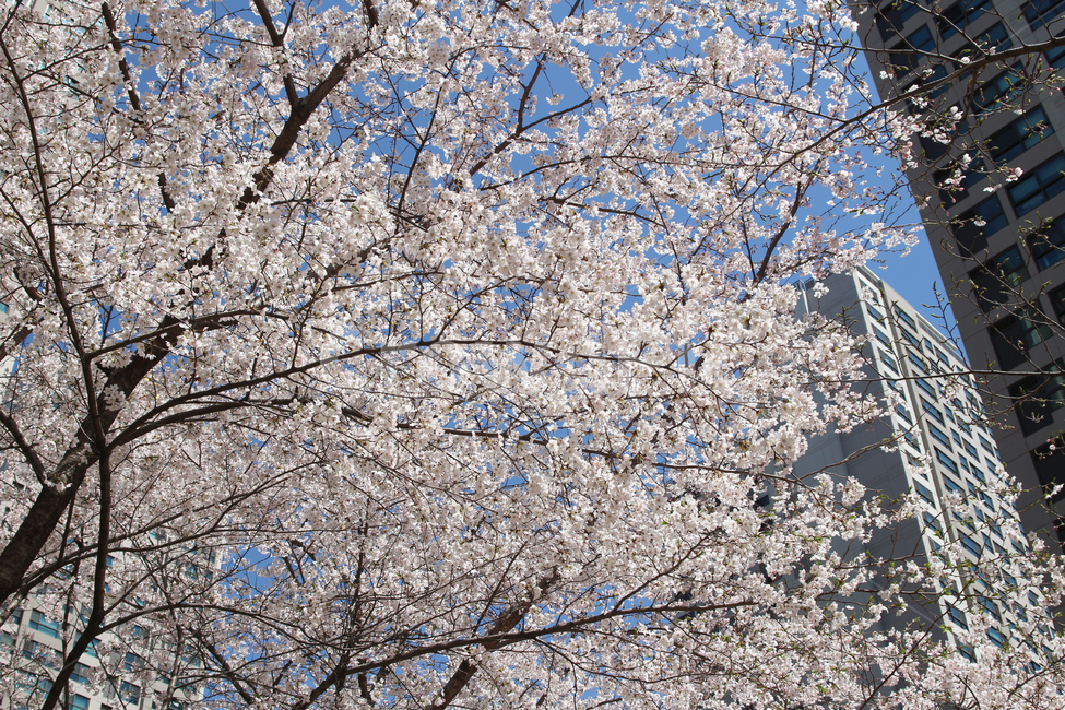 벚꽃,사쿠라,cherryblossom,봄,꽃,봄꽃,자연,봄,계절,spring,season,식물,자연,plants,nature,꽃,flower,plant,blossom,cherry blossom