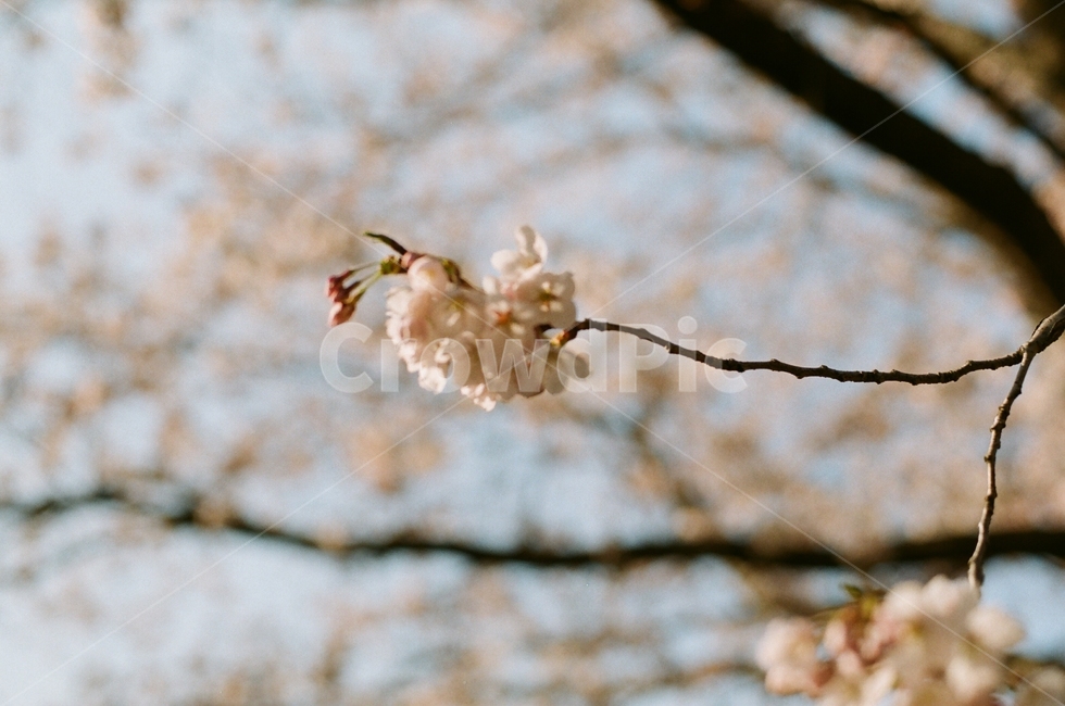 봄,벚꽃,하늘,필름사진,나무,봄,계절,spring,season,꽃,flower,plant,식물,blossom