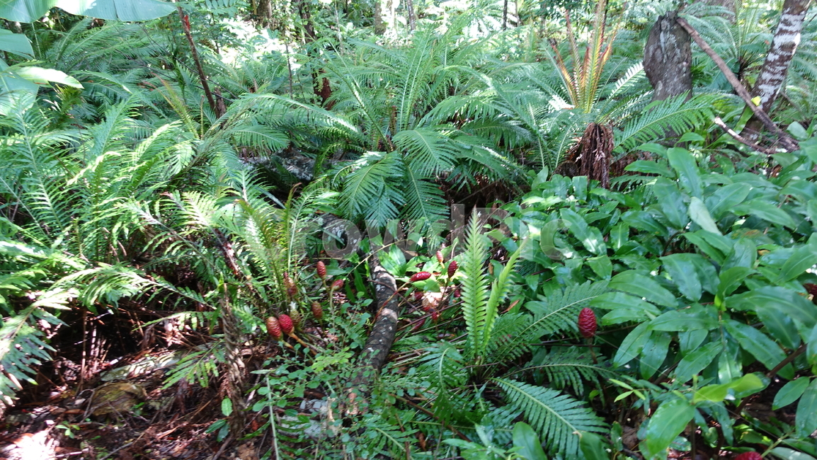 nature,자연,blue,green,plant,식물,grass,초록,정글,밀림,열대우림,rainforest,forest,jungle