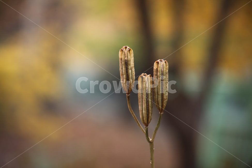 철포나리,씨방,열매,종자,trumpetlily,가을,계절,fall,autumn,season,식물,자연,plants,nature,plant