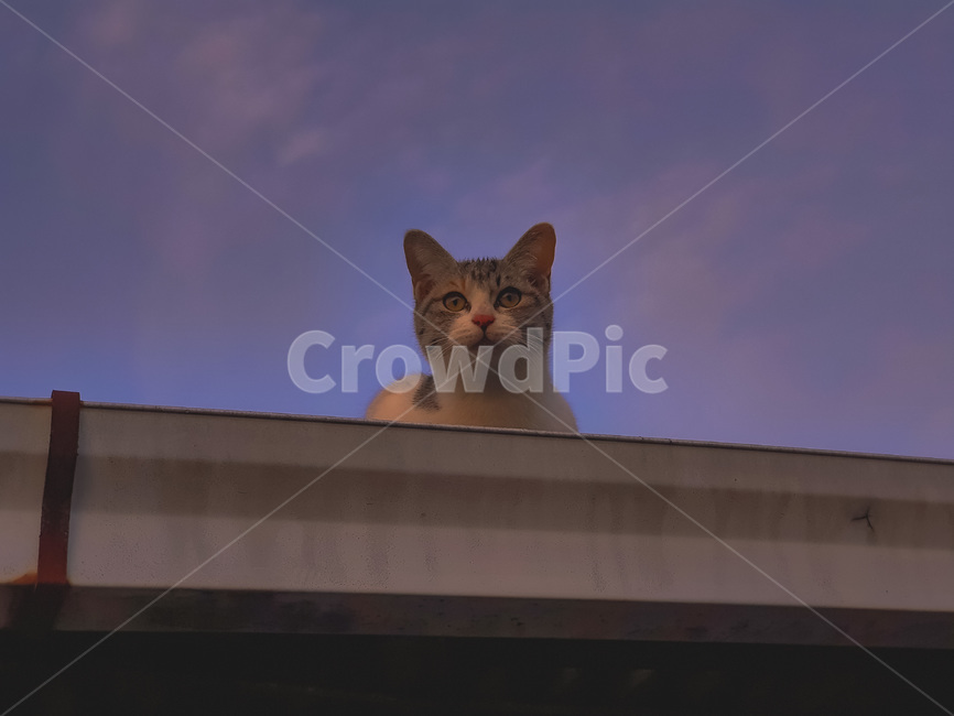 road,도로,하늘,견묘,고양이,반려동물,냥이,애완동물,동물,animal,포유류,mammal,cat,kitten,kitty,반려묘,귀여운동물,동물,animal,포유류,mammal,고양이,cat,kitten,kitty
