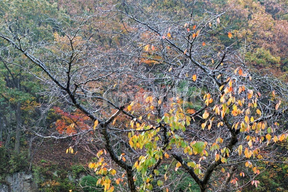 가을,단풍,나무,자연,식물,풍경,노란색,초록색,낙엽,trees,nature,autumn,yellow,green,season,자연풍경,계절,감성,가을,계절,fall,autumn,season,자연,풍경,nature,landscape,tree,plant,tree trunk,나무 줄기