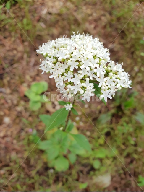 꽃,곤충,식물,개미,야생화,흰꽃,flower,식물,자연,plants,nature,꽃,flower