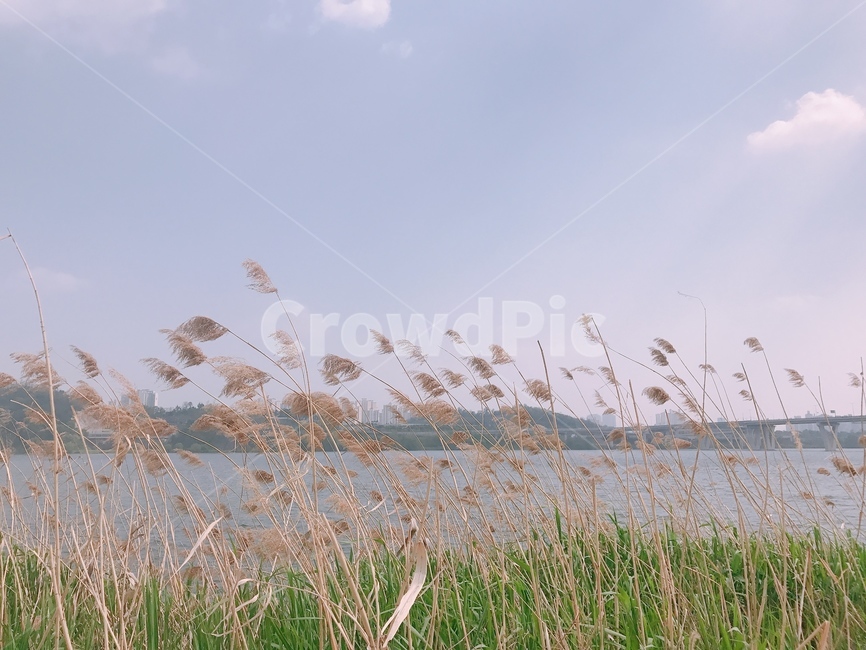 갈대,잔디,식물,가을,하늘,청명,lawn,reed,grass