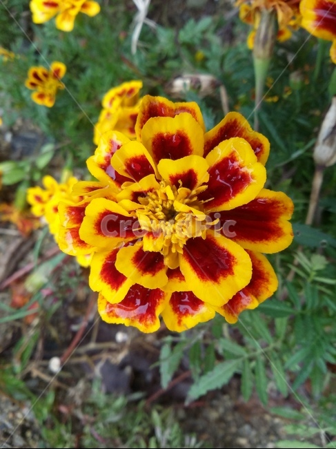 식물,plant,flower,꽃,자연,식물,자연,plants,nature,꽃,flower
