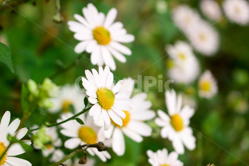 꽃,꽃밭,봄,푸릇푸릇,흰색,흰꽃,plant,식물,flower