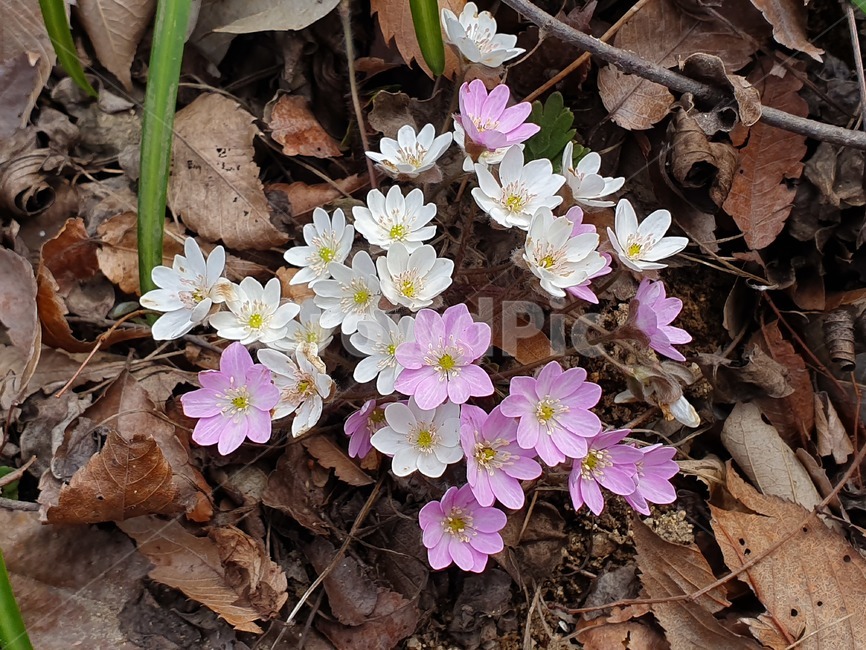 flower,꽃,야생화,노루귀,들꽃,봄꽃